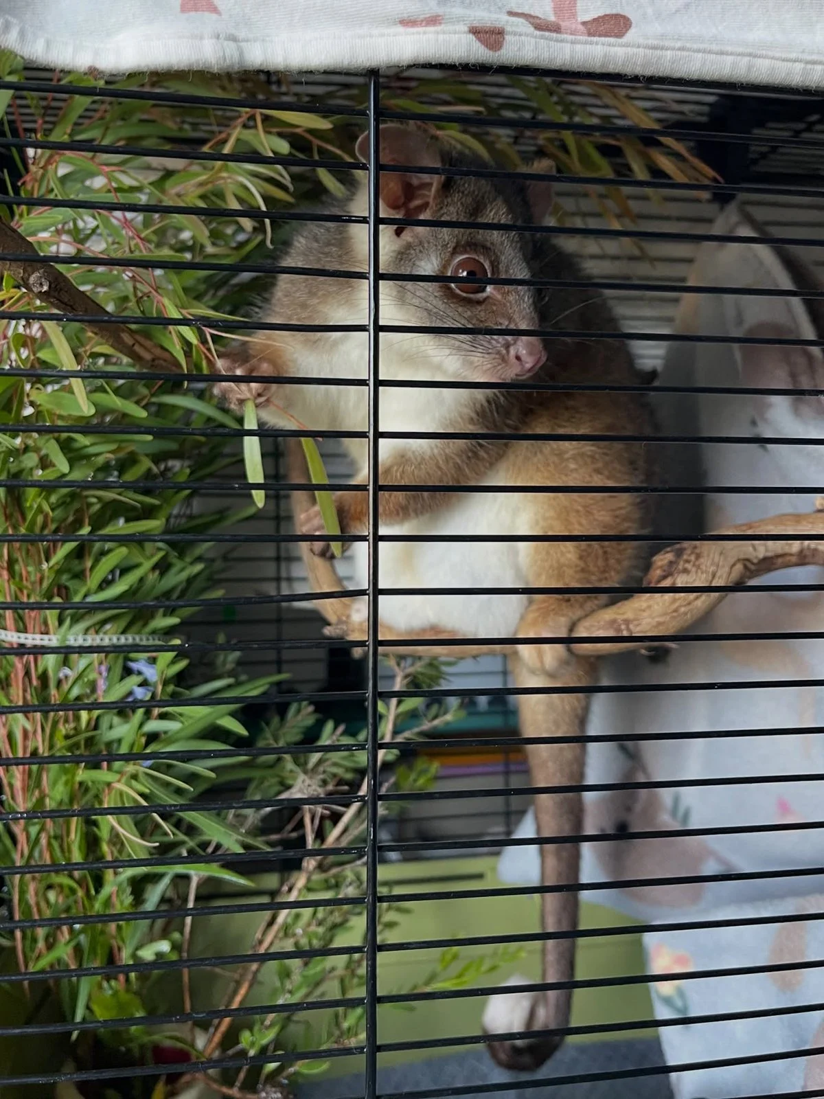 Gracia and Louise_Tiny but Wild February 2026_14.jpg