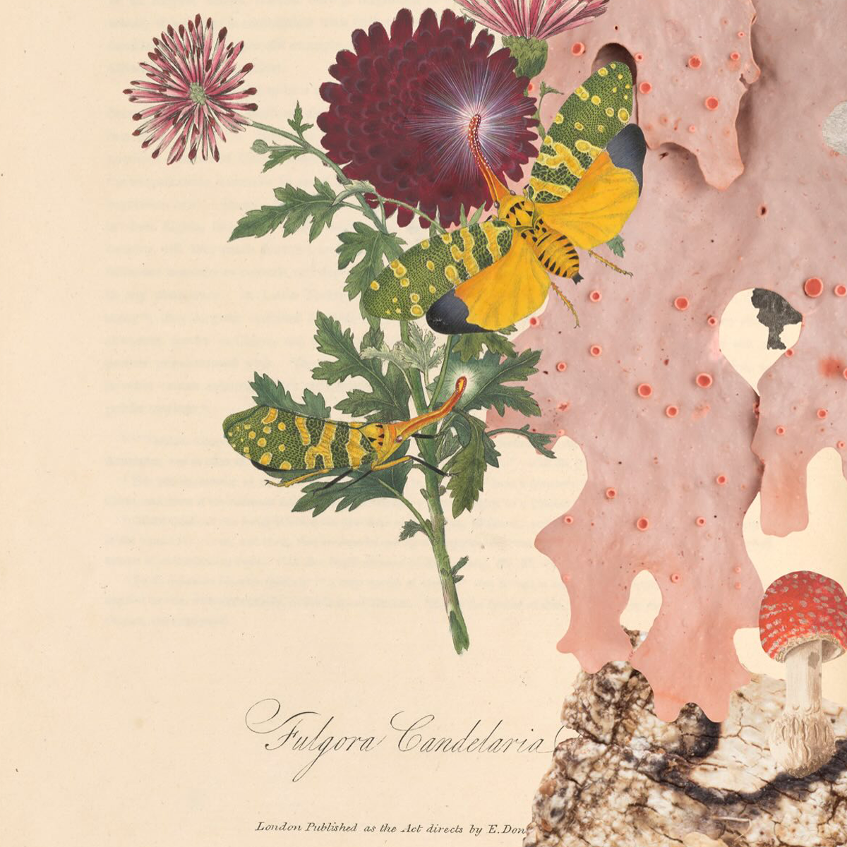 Gracia Haby_Louise Jennison_can we dream it 2026_06.png