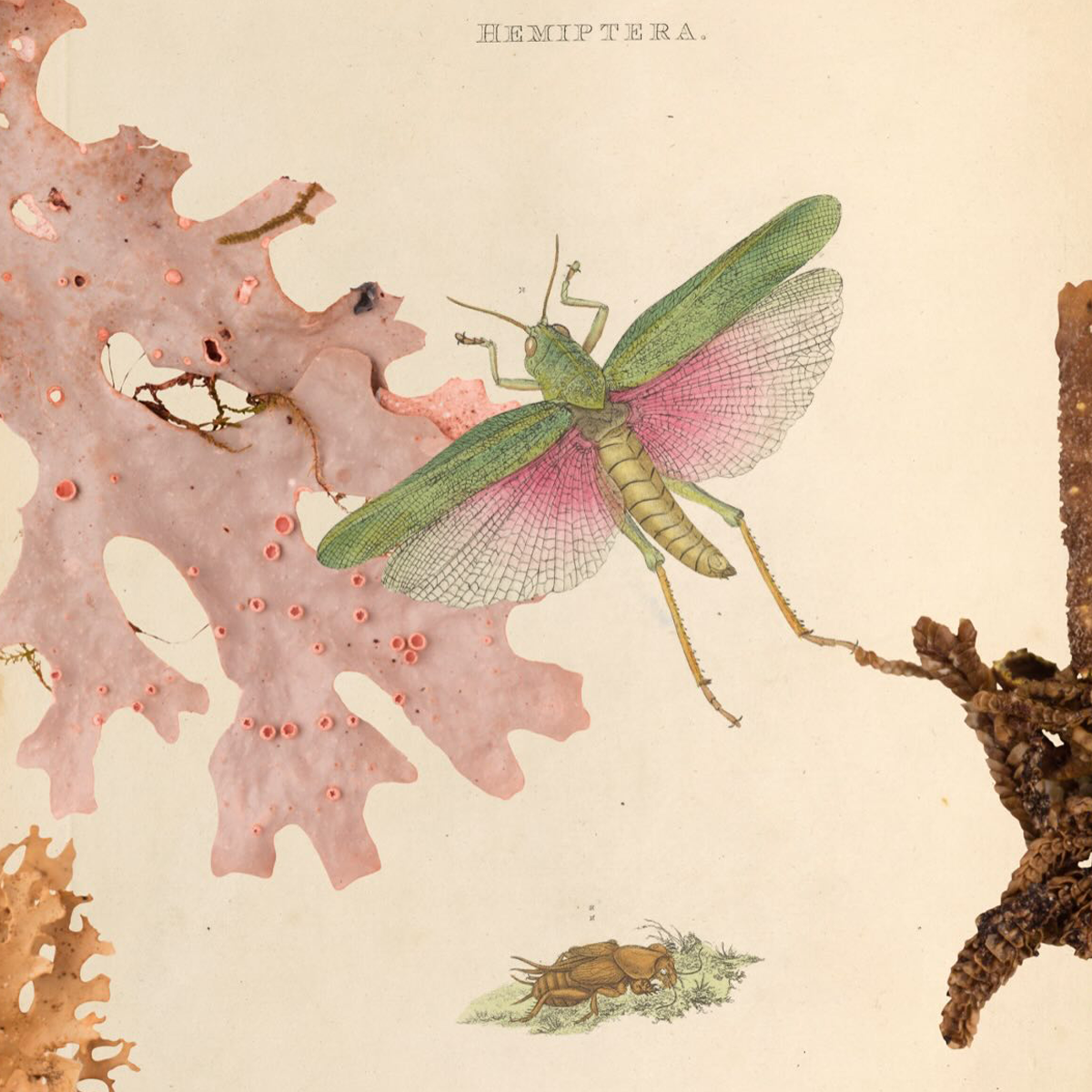 Gracia Haby_Louise Jennison_can we dream it 2026_08.png