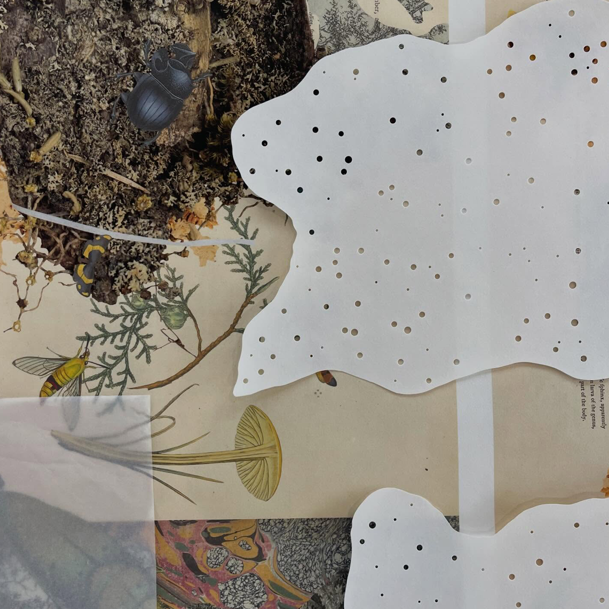 Gracia Haby_Louise Jennison_can we dream it 2026_14.png