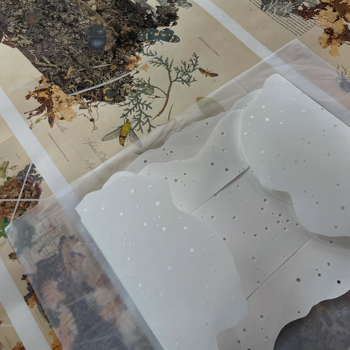 Gracia Haby_Louise Jennison_can we dream it 2026_16.png