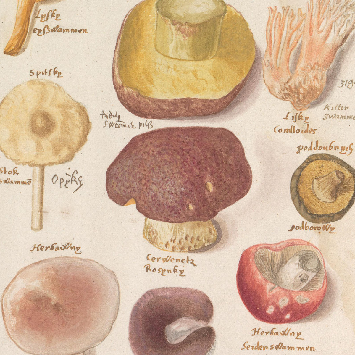 Gracia Haby_Louise Jennison_can we dream it 2026_18.png