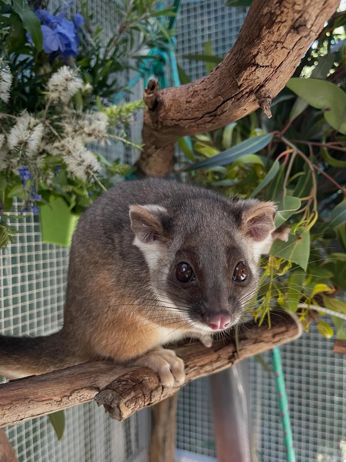 Tiny but Wild_Gardening Australia 2026_13.jpg