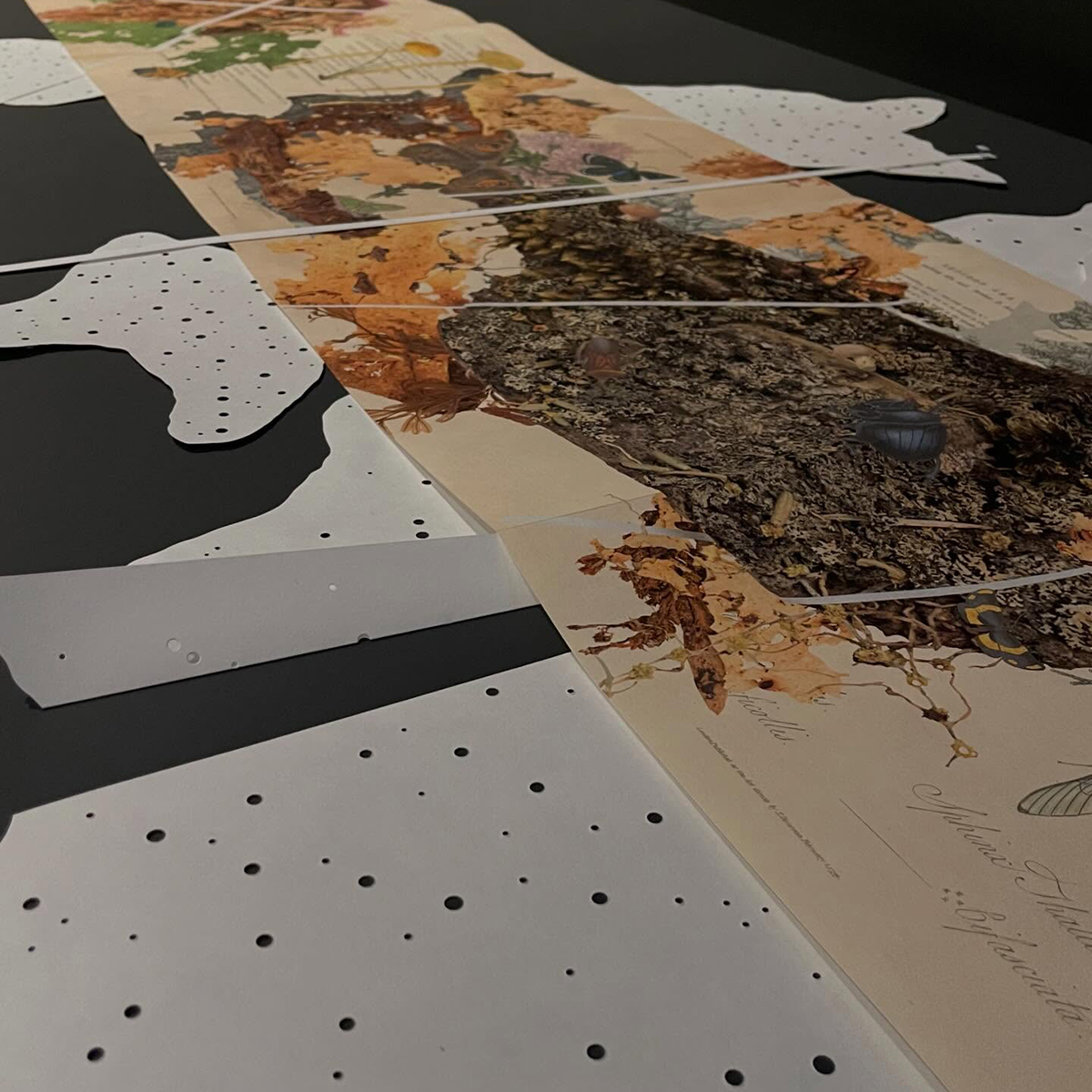 Gracia Haby_Louise Jennison_can we dream it 2026_22.png