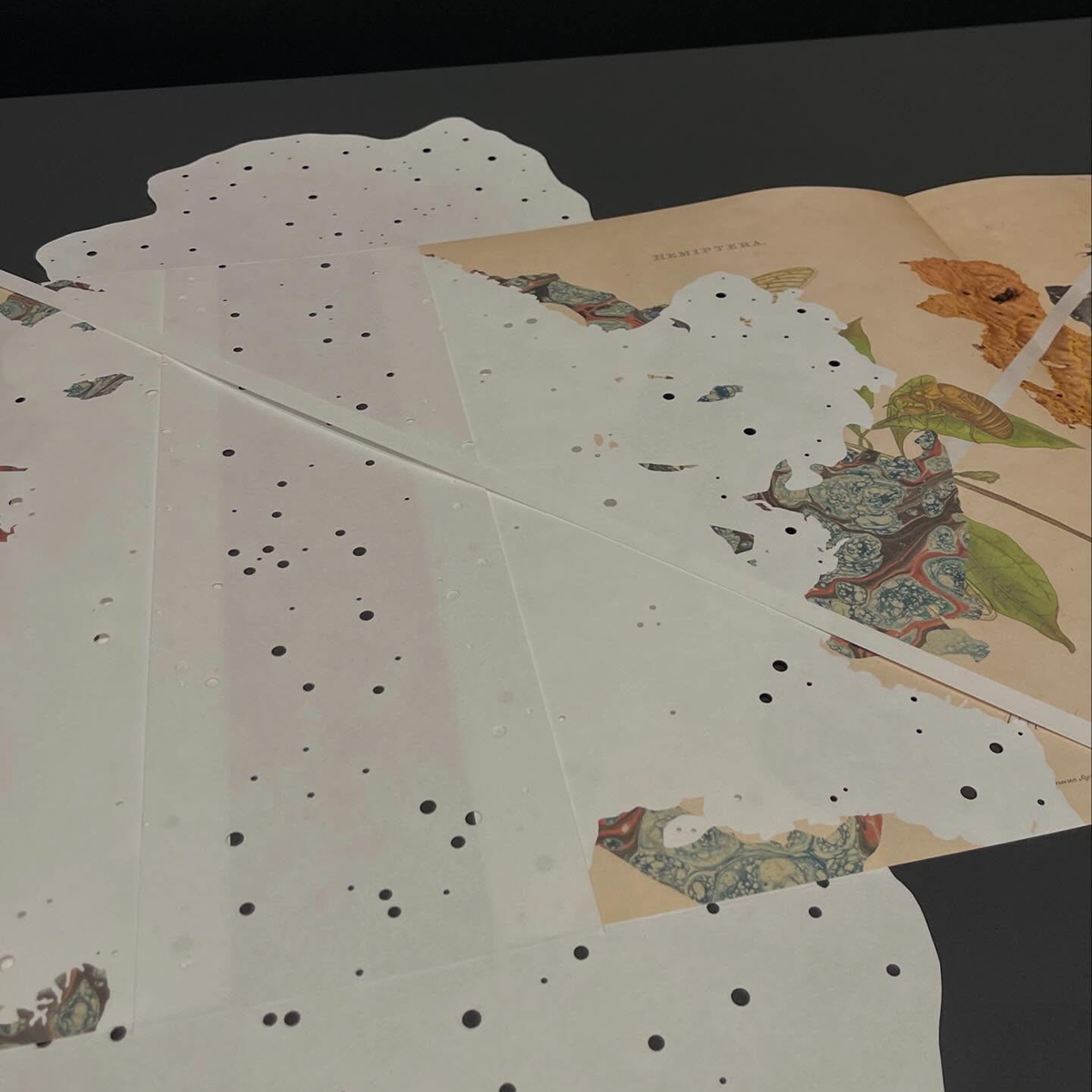 Gracia Haby_Louise Jennison_can we dream it 2026_24.png