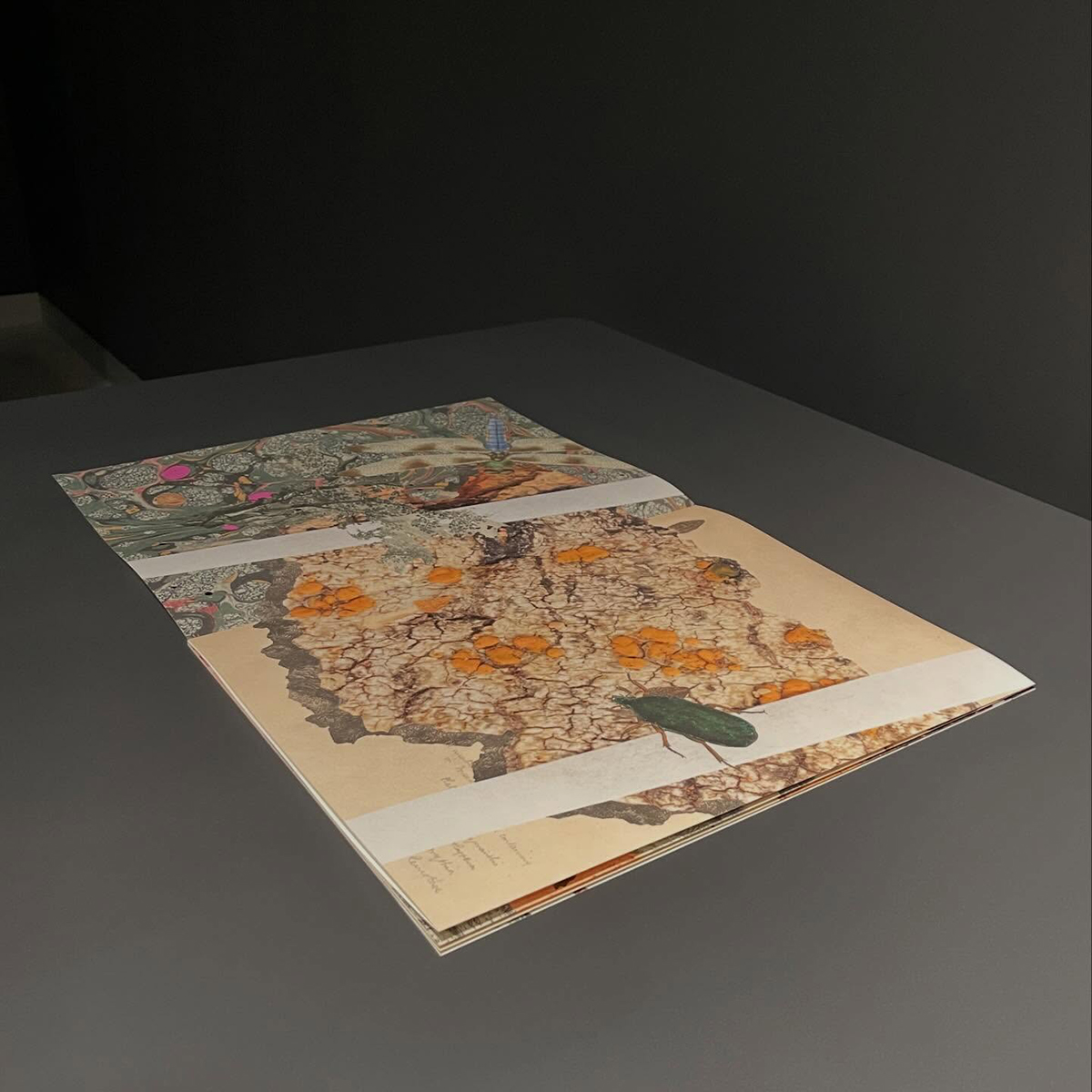 Gracia Haby_Louise Jennison_can we dream it 2026_27.png