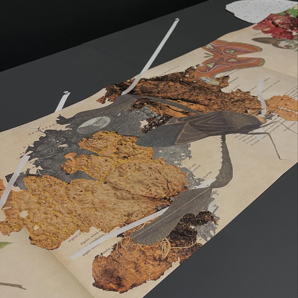 Gracia Haby_Louise Jennison_can we dream it 2026_34.png