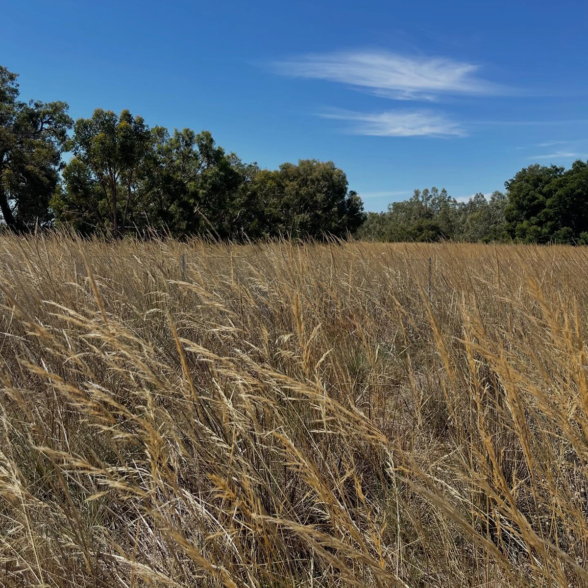 Gracia Haby_Louise Jennison_the remaking of things WAMA 2026_05.png