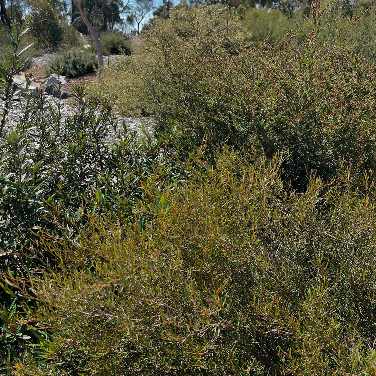 Gracia Haby_Louise Jennison_remaking home 2026_02.png