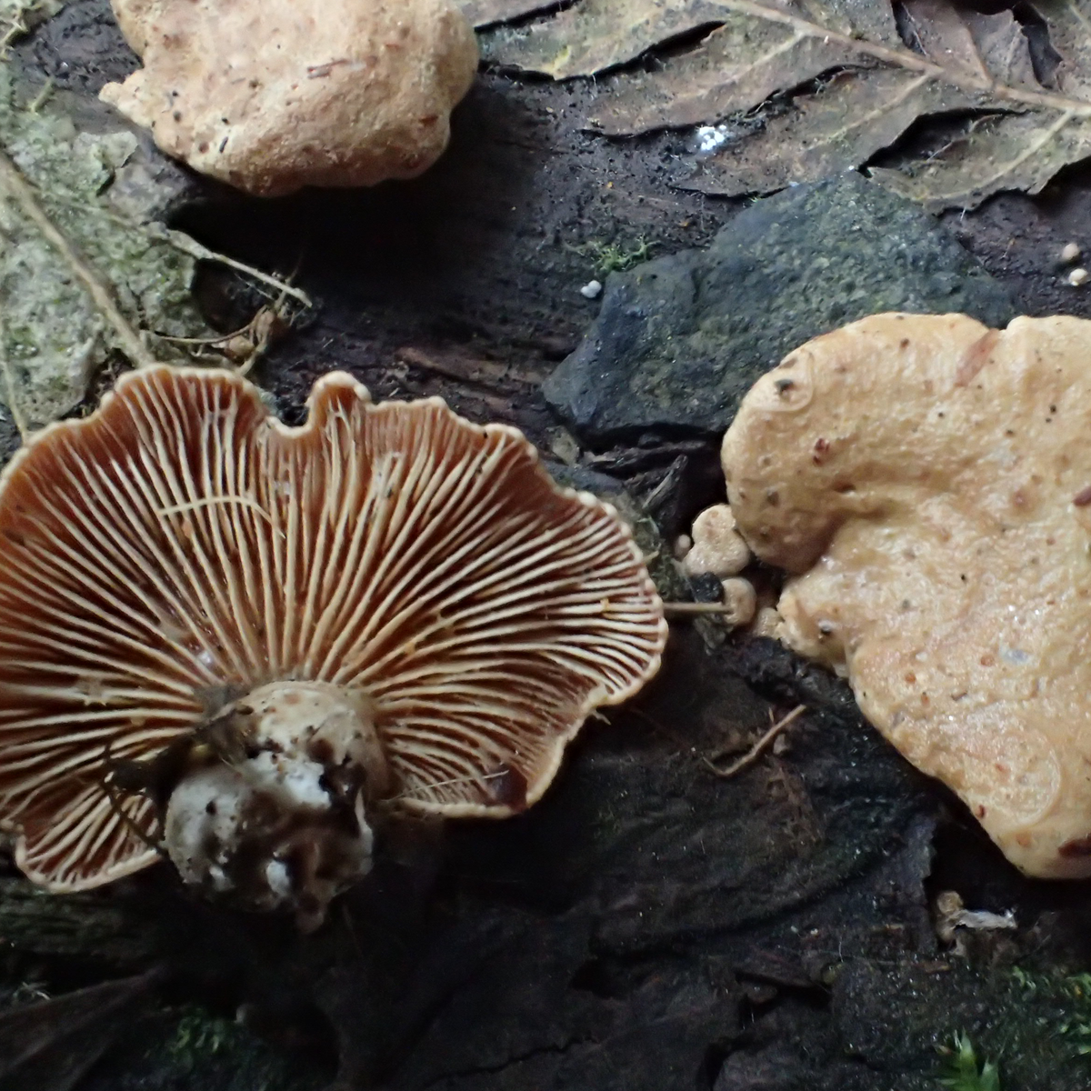 Gracia Haby_Louise Jennison_can we dream it 2026_38.png