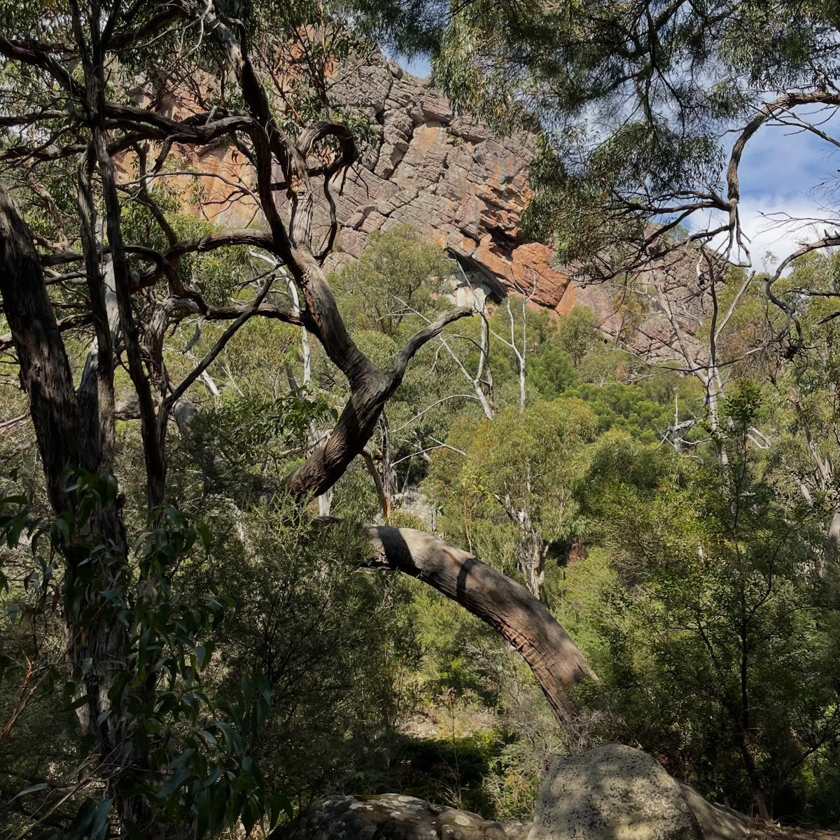 Gracia Haby_Louise Jennison_Entanglements exhibition 2026_02.png