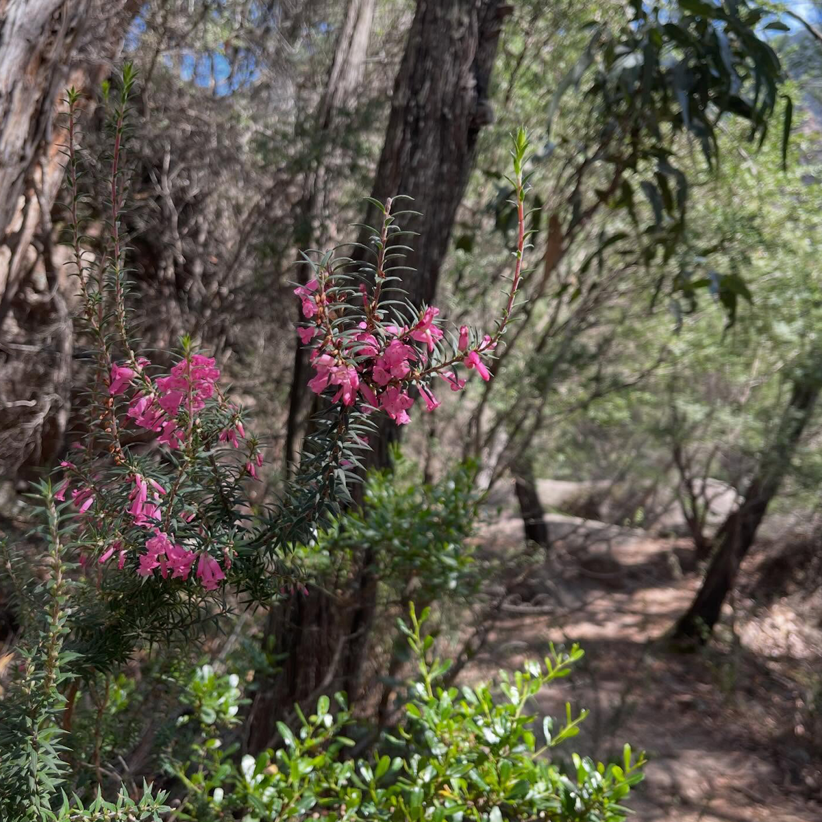 Gracia Haby_Louise Jennison_Entanglements exhibition 2026_08.png