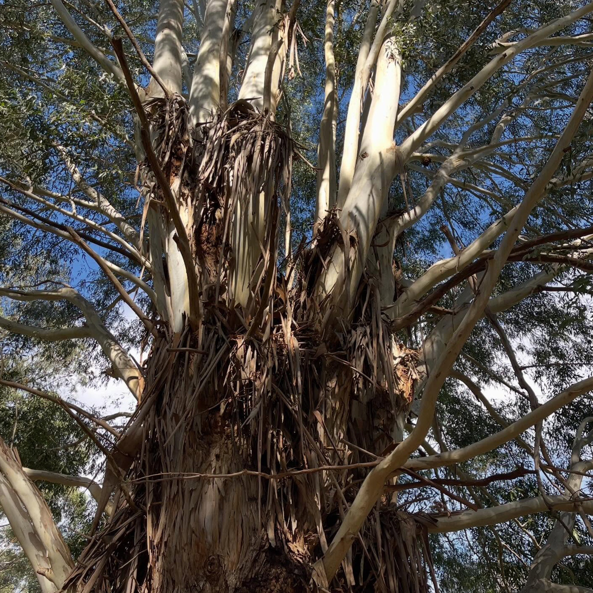 Gracia Haby_Louise Jennison_Entanglements exhibition 2026_22.png