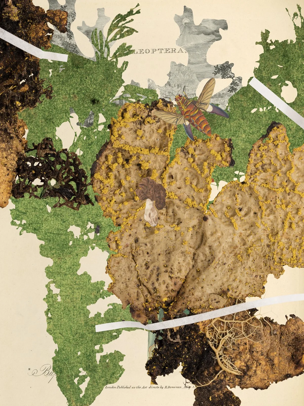 OVER GROOVES OF YEW; OVER SPIKES OF LEAF