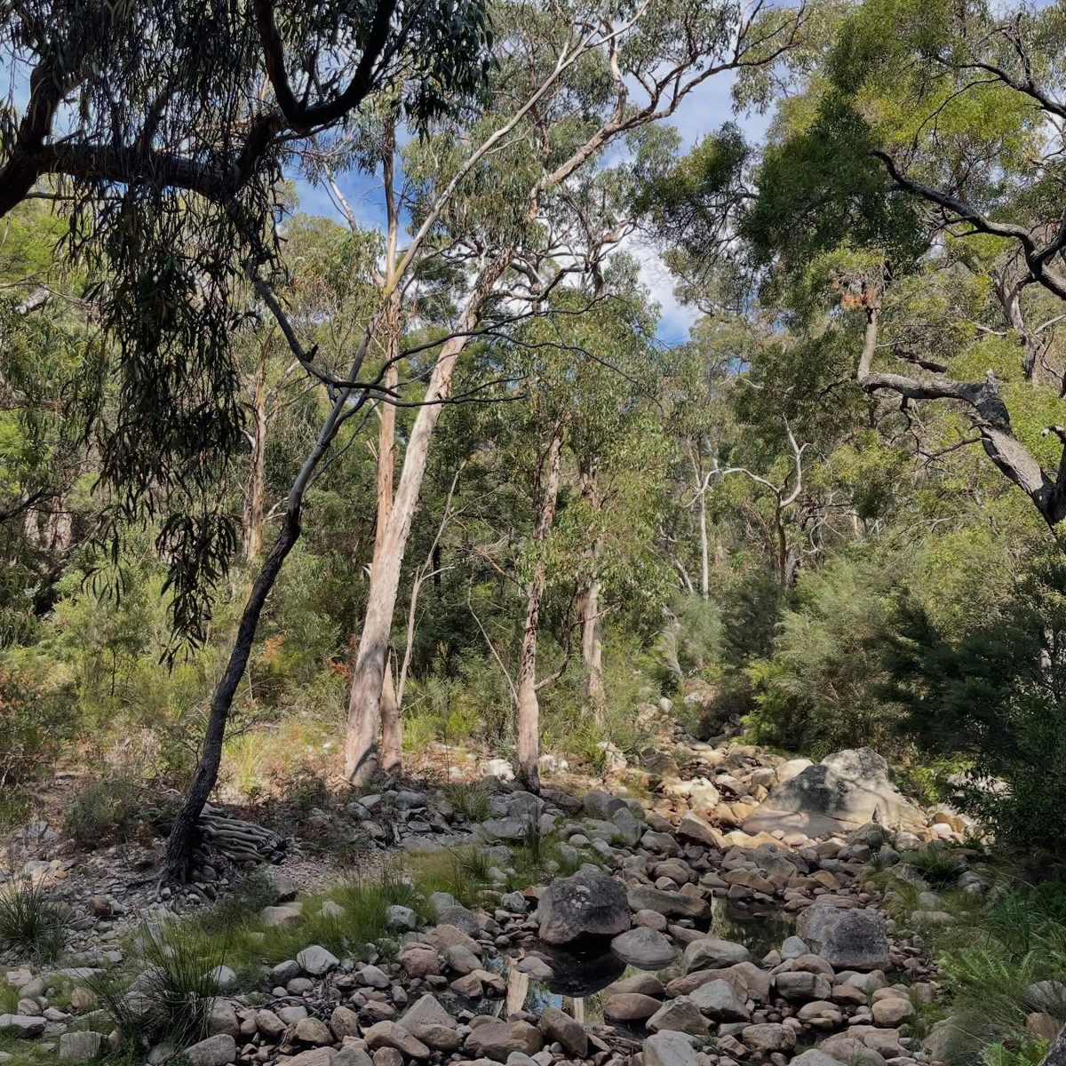 Gracia Haby_Louise Jennison_Entanglements exhibition 2026_01.png