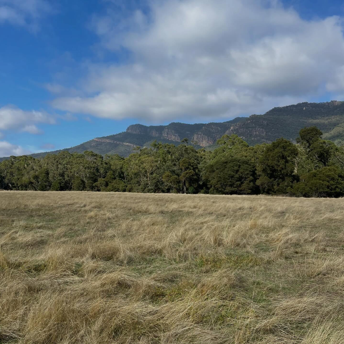 Gracia Haby_Louise Jennison_Entanglements exhibition 2026_04.png