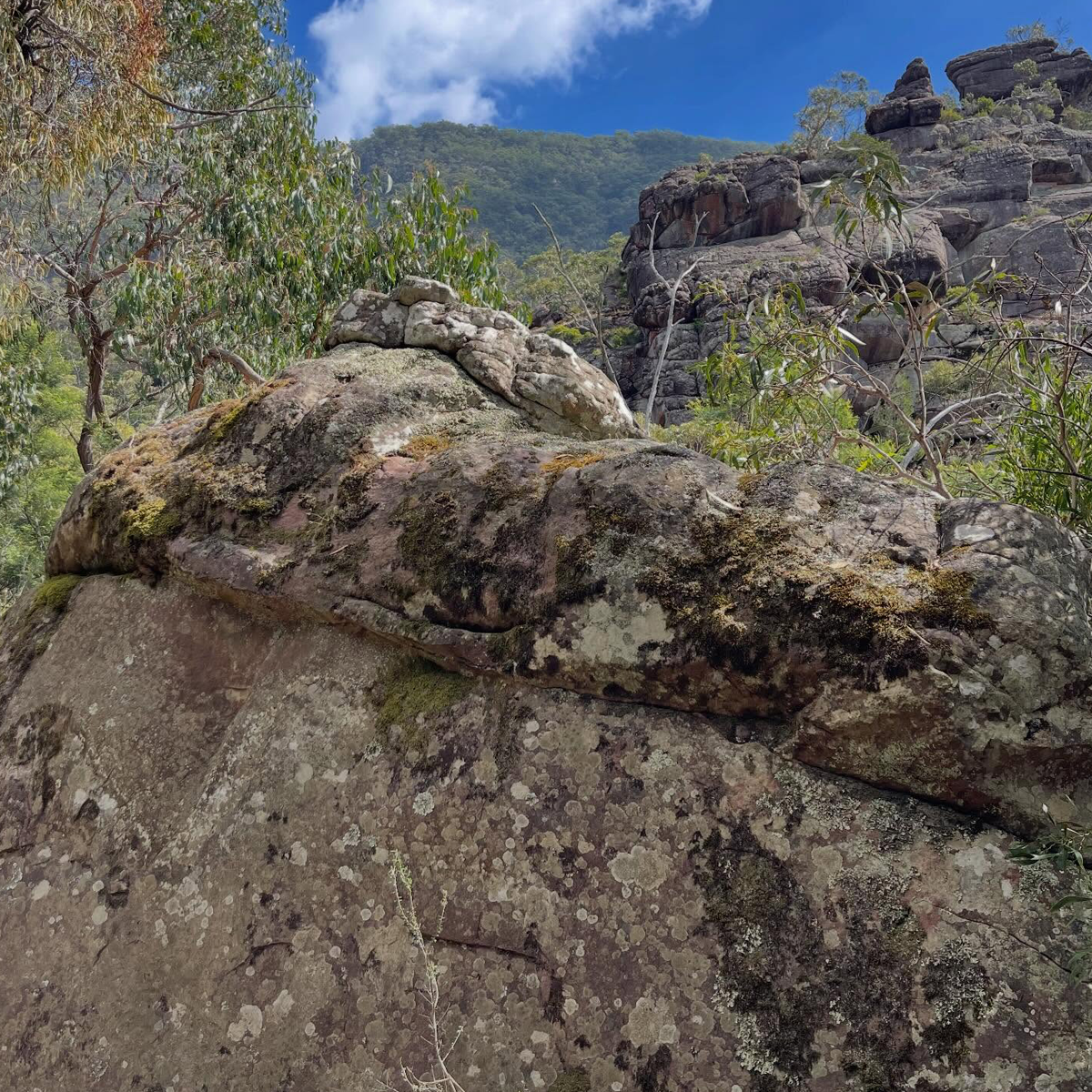 Gracia Haby_Louise Jennison_Entanglements exhibition 2026_03.png