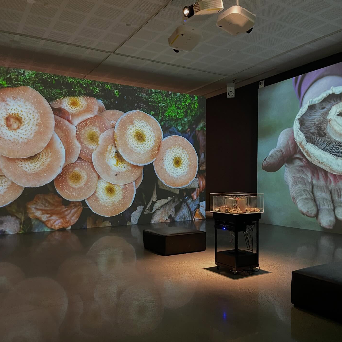 Gracia Haby_Louise Jennison_Entanglements exhibition 2026_05.png