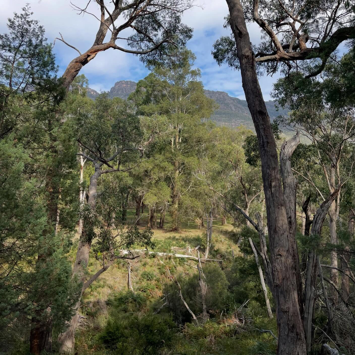 Gracia Haby_Louise Jennison_Entanglements exhibition 2026_06.png