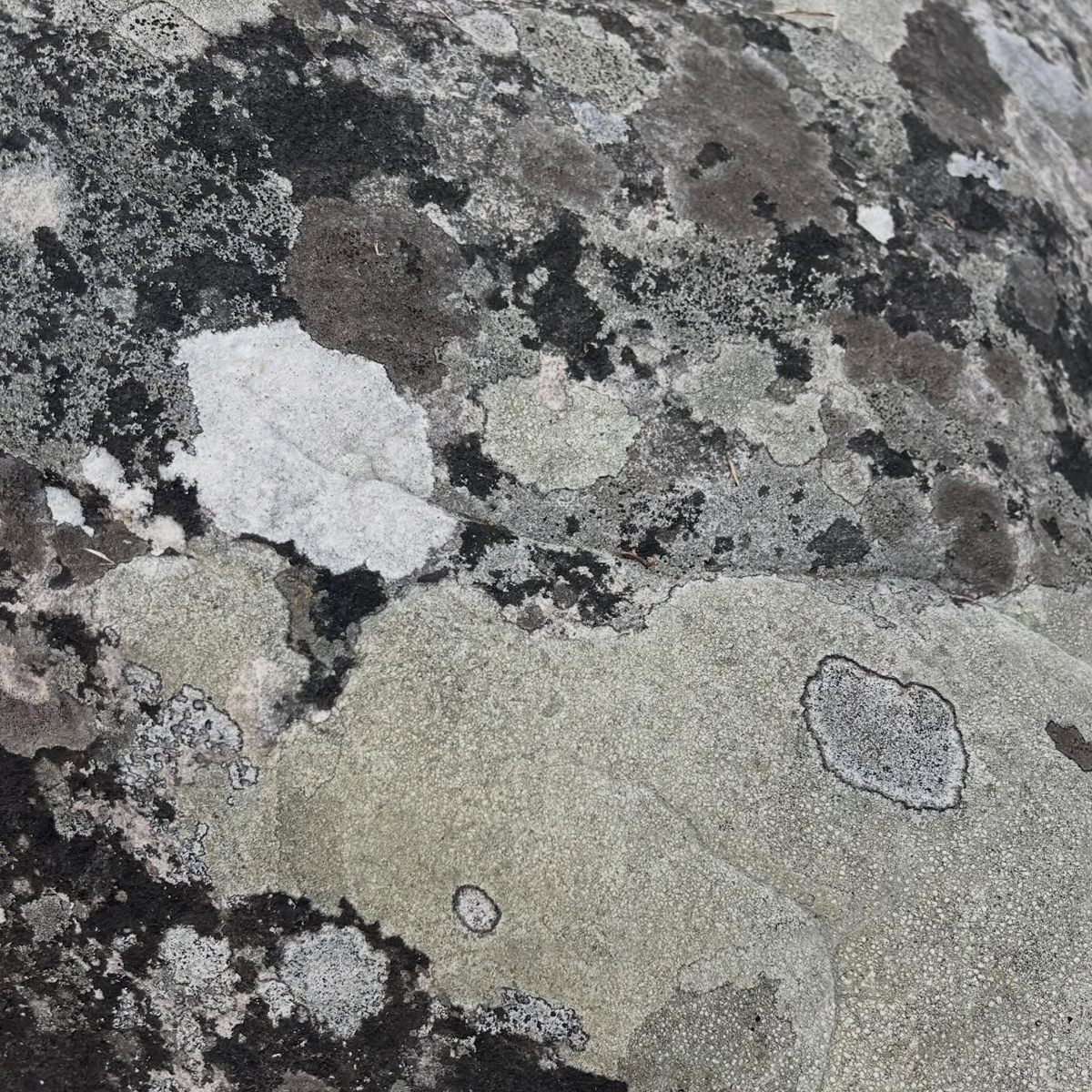 Gracia Haby_Louise Jennison_Entanglements exhibition 2026_07.png