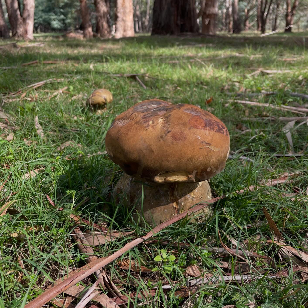 Gracia Haby_Louise Jennison_Entanglements exhibition 2026_09.png