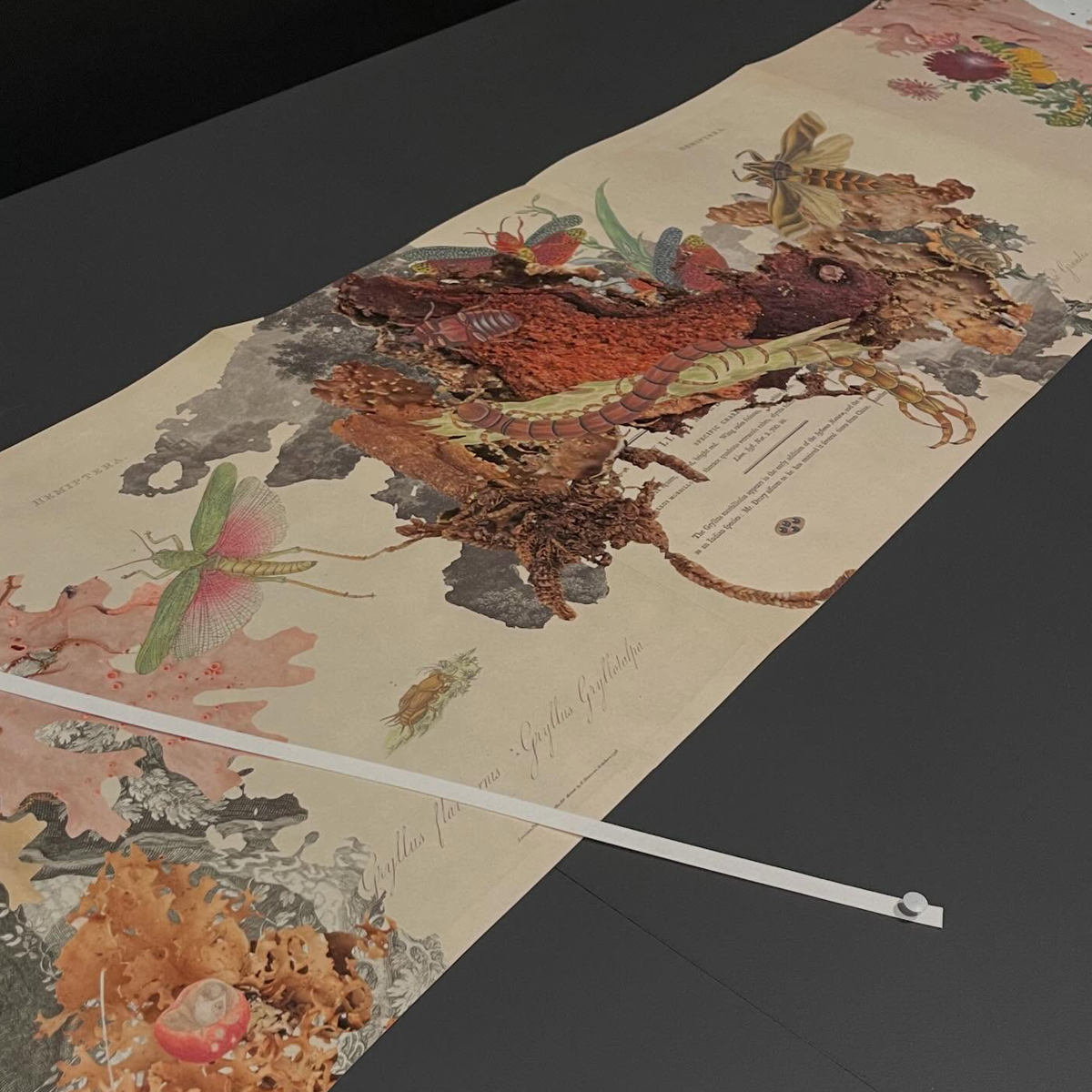 Gracia Haby_Louise Jennison_Entanglements exhibition 2026_10.png