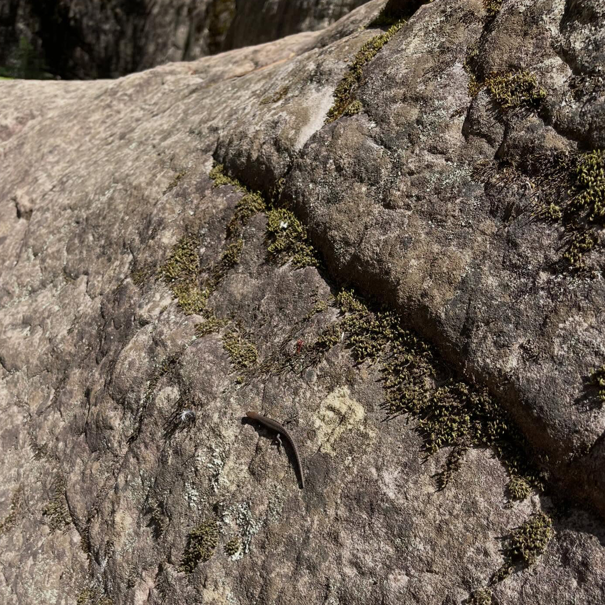 Gracia Haby_Louise Jennison_Entanglements exhibition 2026_11.png