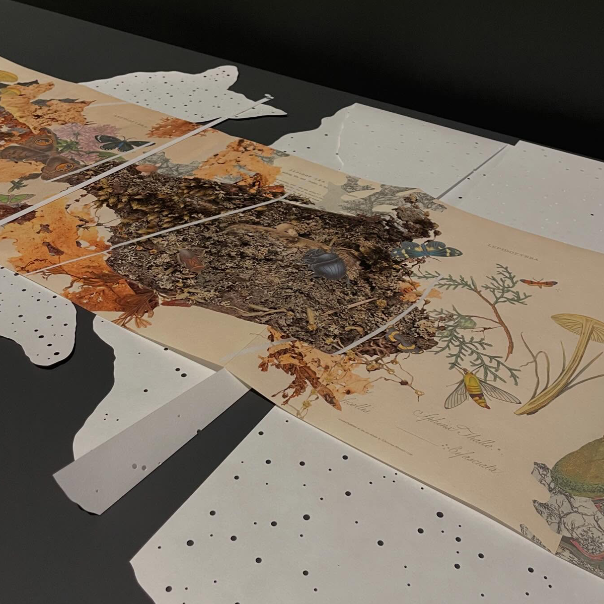 Gracia Haby_Louise Jennison_Entanglements exhibition 2026_13.png