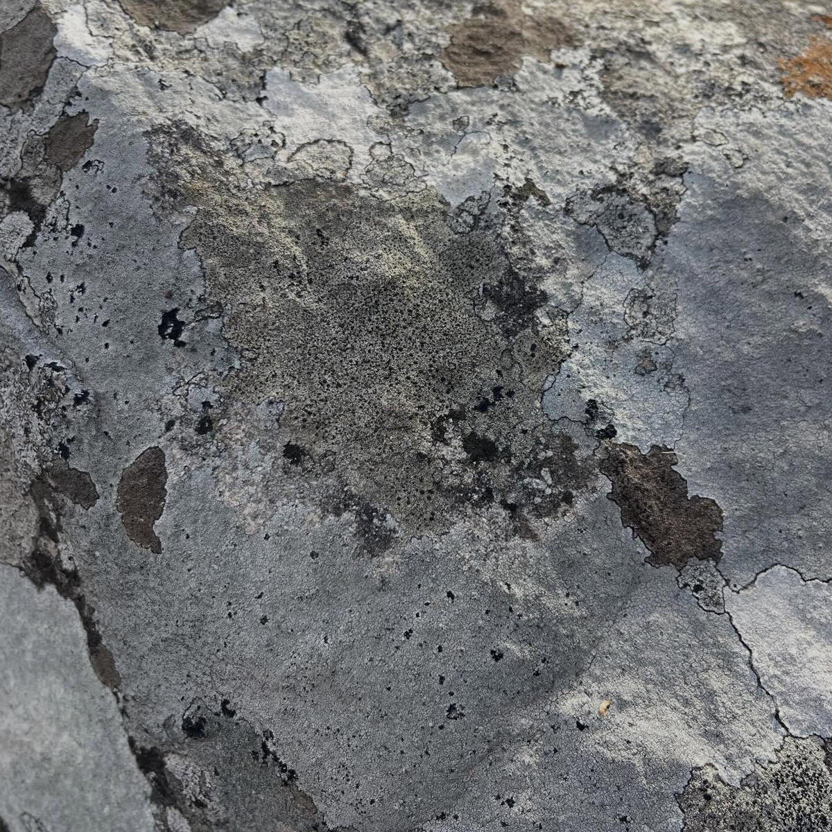 Gracia Haby_Louise Jennison_Entanglements exhibition 2026_14.png