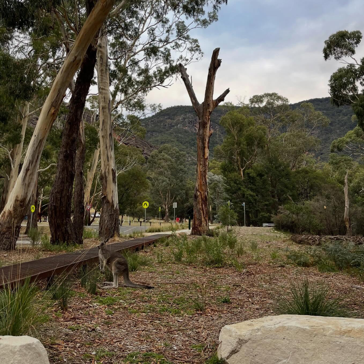 Gracia Haby_Louise Jennison_Entanglements exhibition 2026_15.png