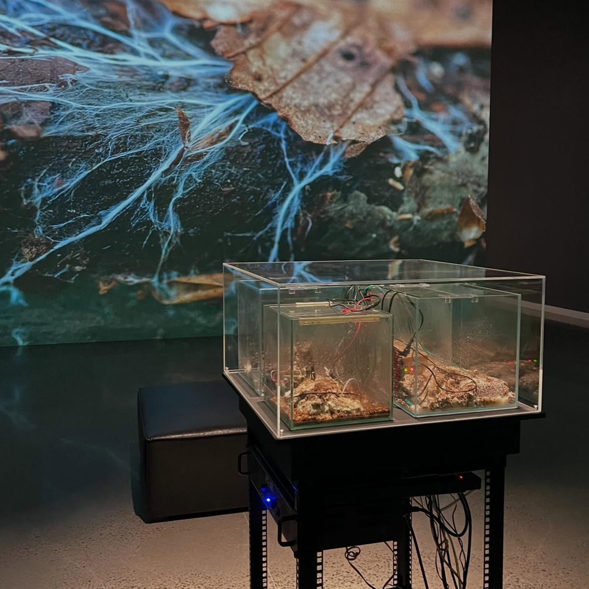 Gracia Haby_Louise Jennison_Entanglements exhibition 2026_18.png