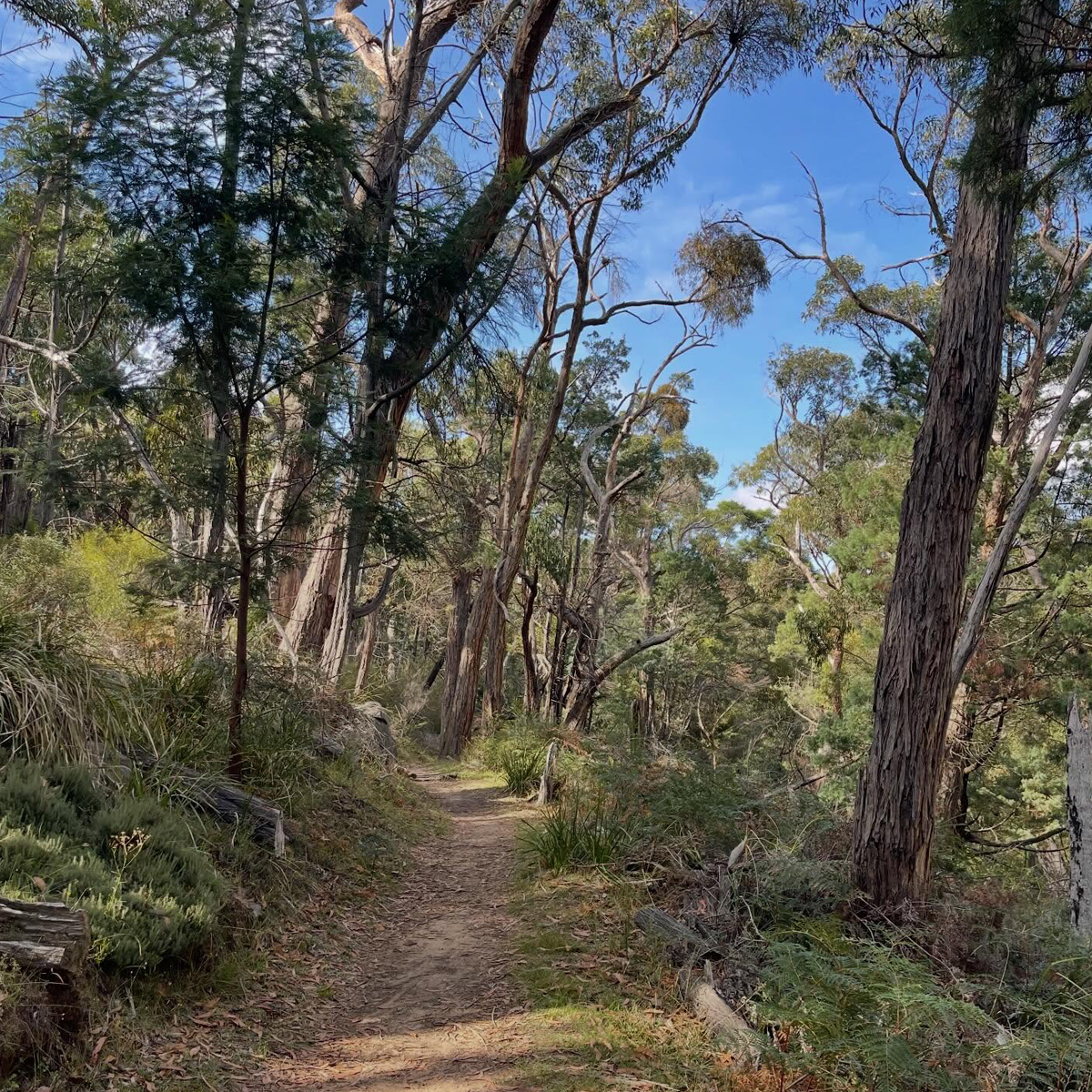 Gracia Haby_Louise Jennison_Entanglements exhibition 2026_24.png