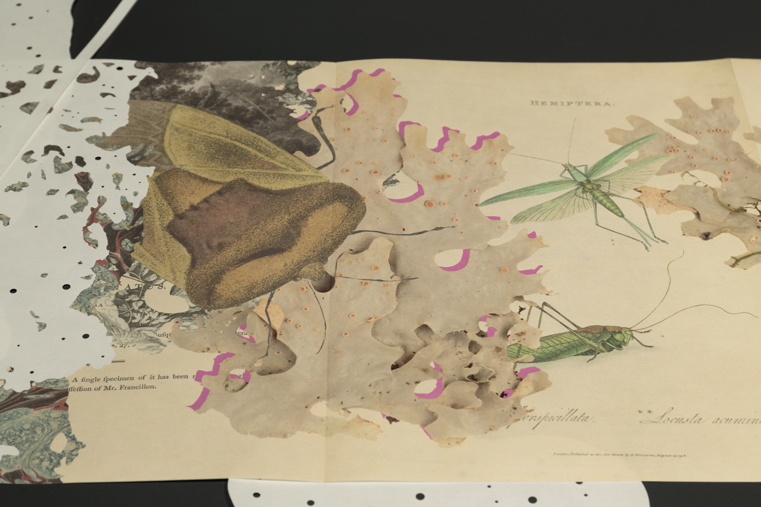 Gracia Haby_Louise Jennison_Can we dream it_13.png