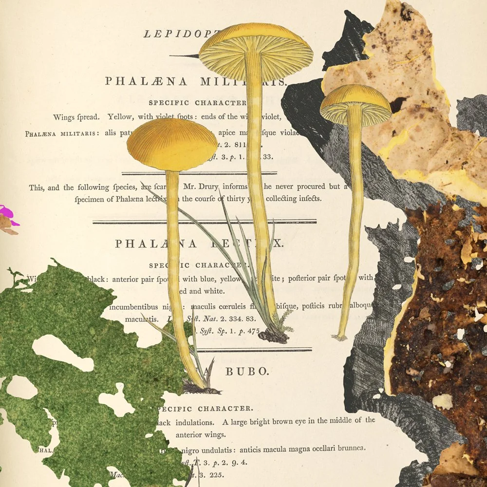 Gracia_Haby_Louise_Jennison_Lantern Bugs 2026_10.jpg