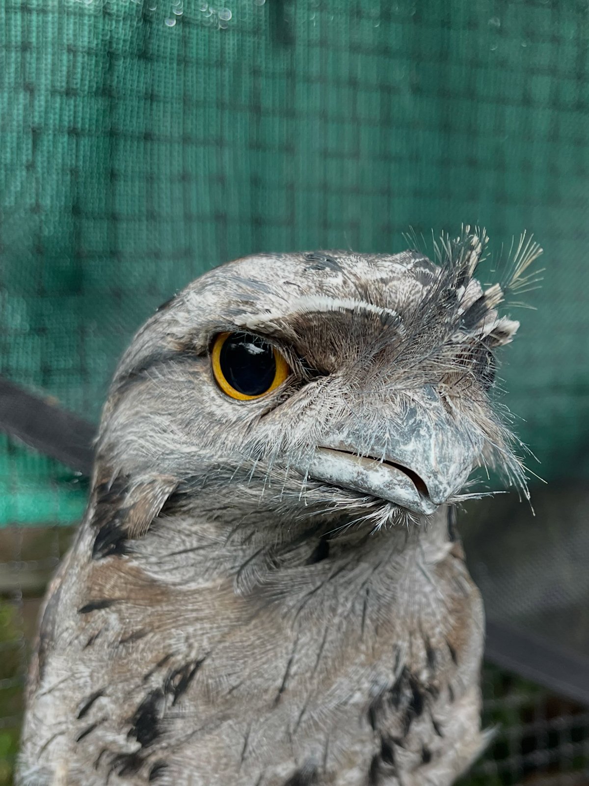 Gracia and Louise_Tiny but Wild Tawny frogmouth 2026_35.jpg