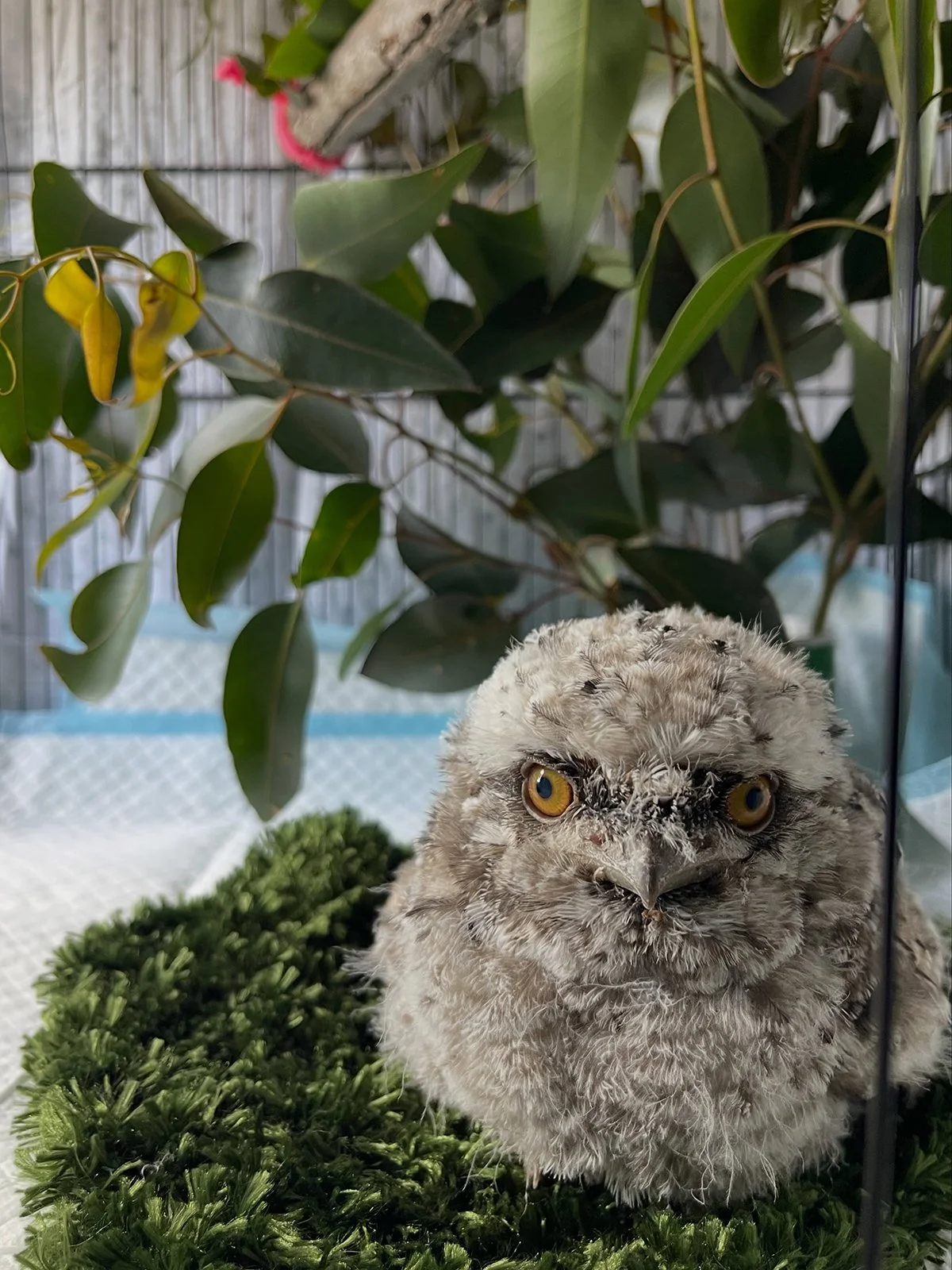 Gracia and Louise_Tiny but Wild Tawny frogmouth 2026_01.jpg