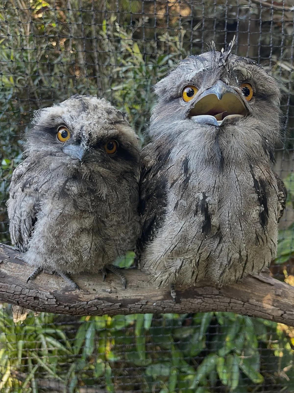 Gracia Haby_Tiny but Wild_Tawny October 2026_42.jpg