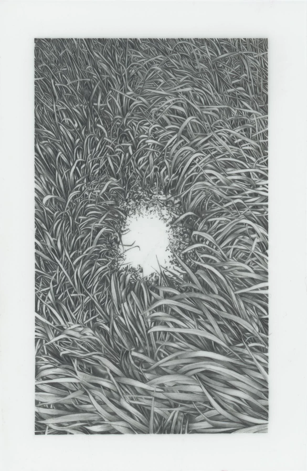 Bullock_Grass_27_300_Cropped copy.jpg