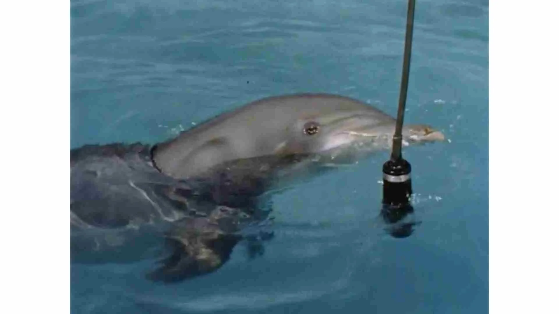 Photo 6 Lilly_TIFF_Dolphin_microphone.jpg
