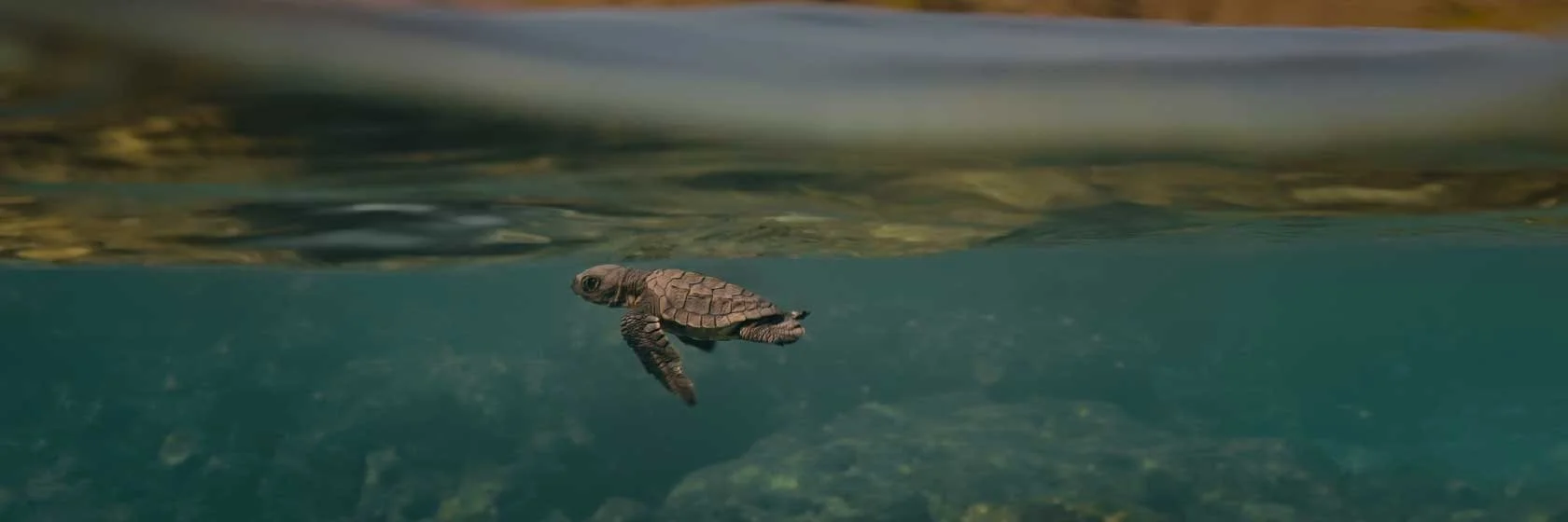 _16_Turtle Walker_(1680x560).jpg