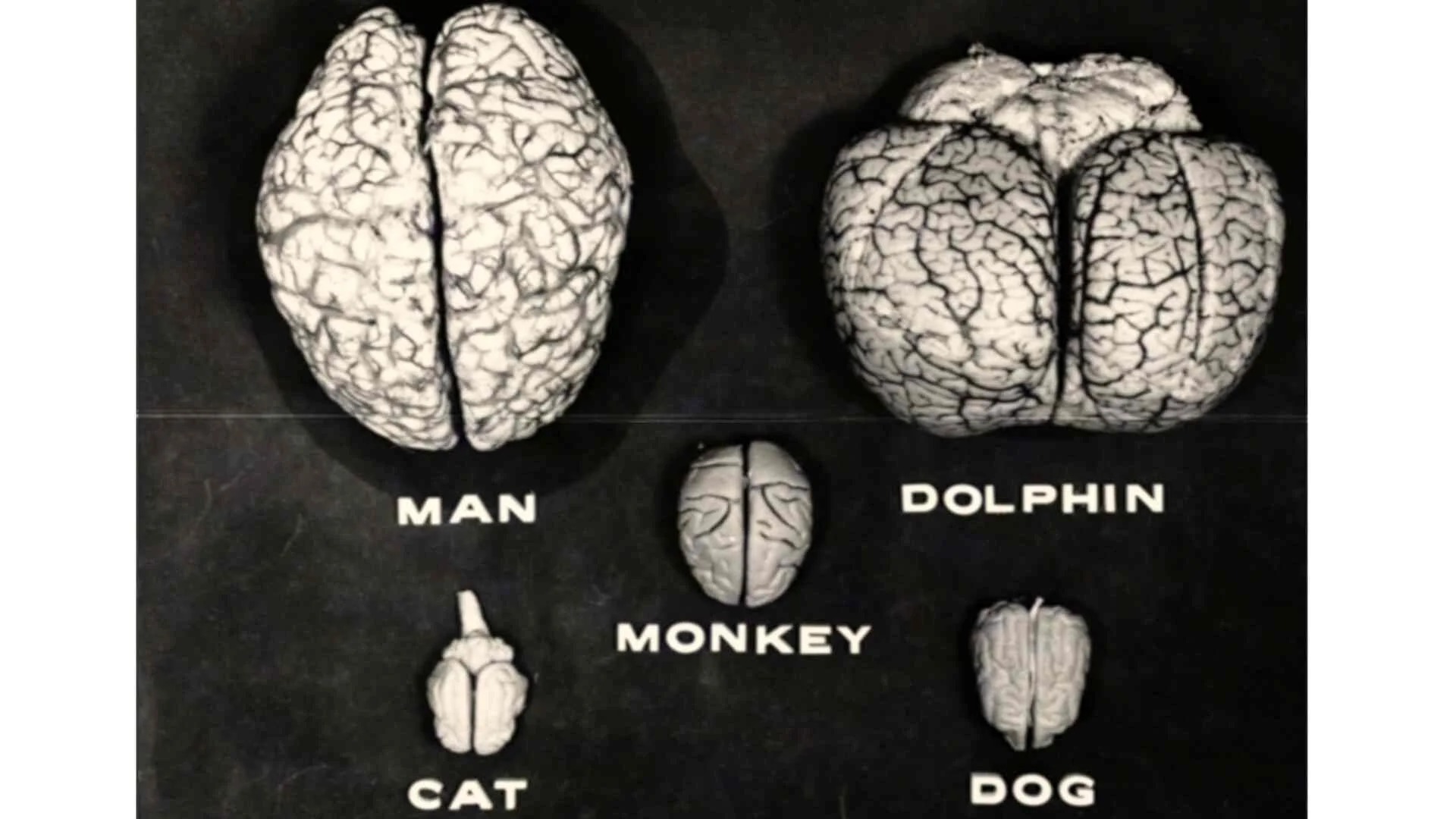 Photo 3 Lillly_Still_Brains.jpg
