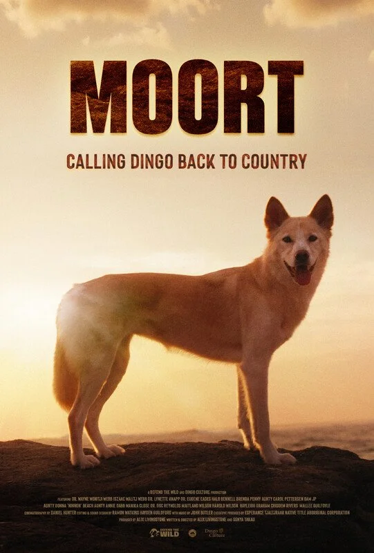 The poster features a white dog standing on a rock with a sunset in the background. The text reads 'MOORT' at the top and 'CALLING DINGO BACK TO COUNTRY' below.