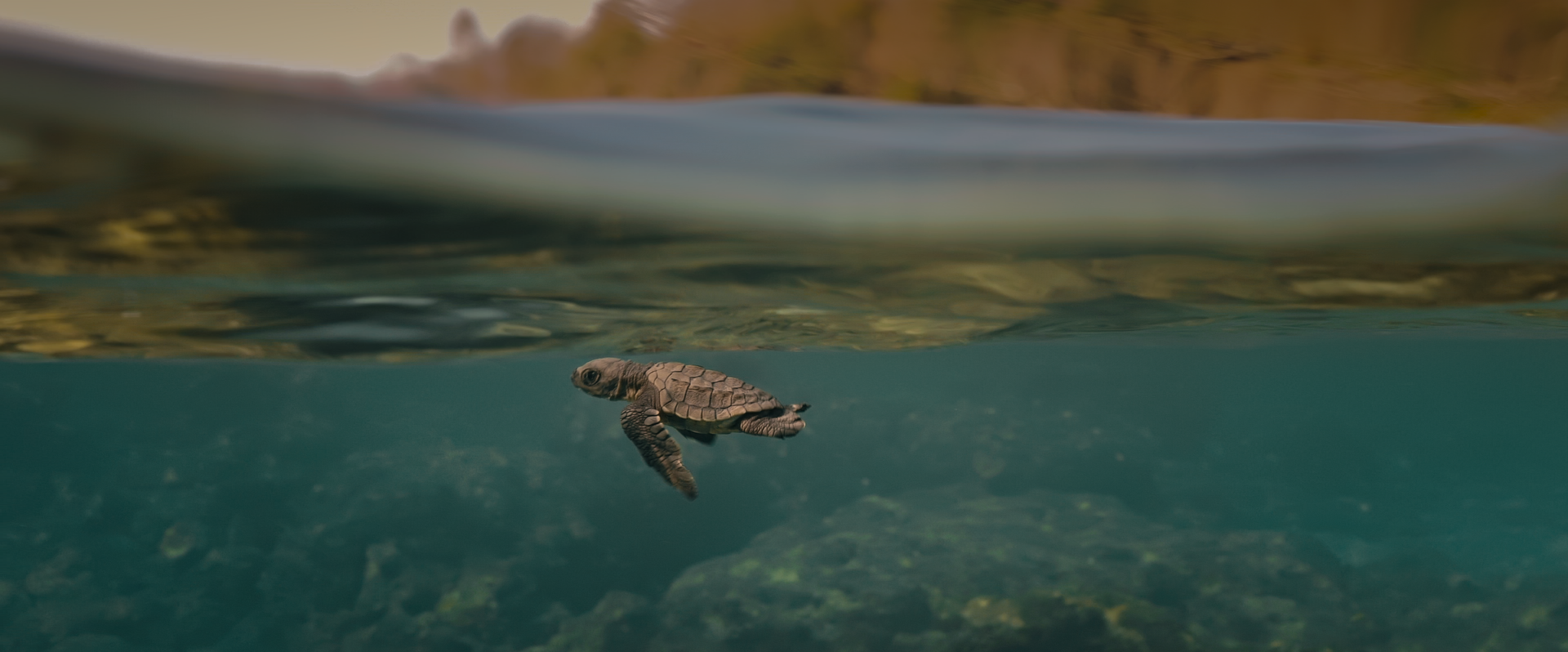 Turtle Walker_01.png