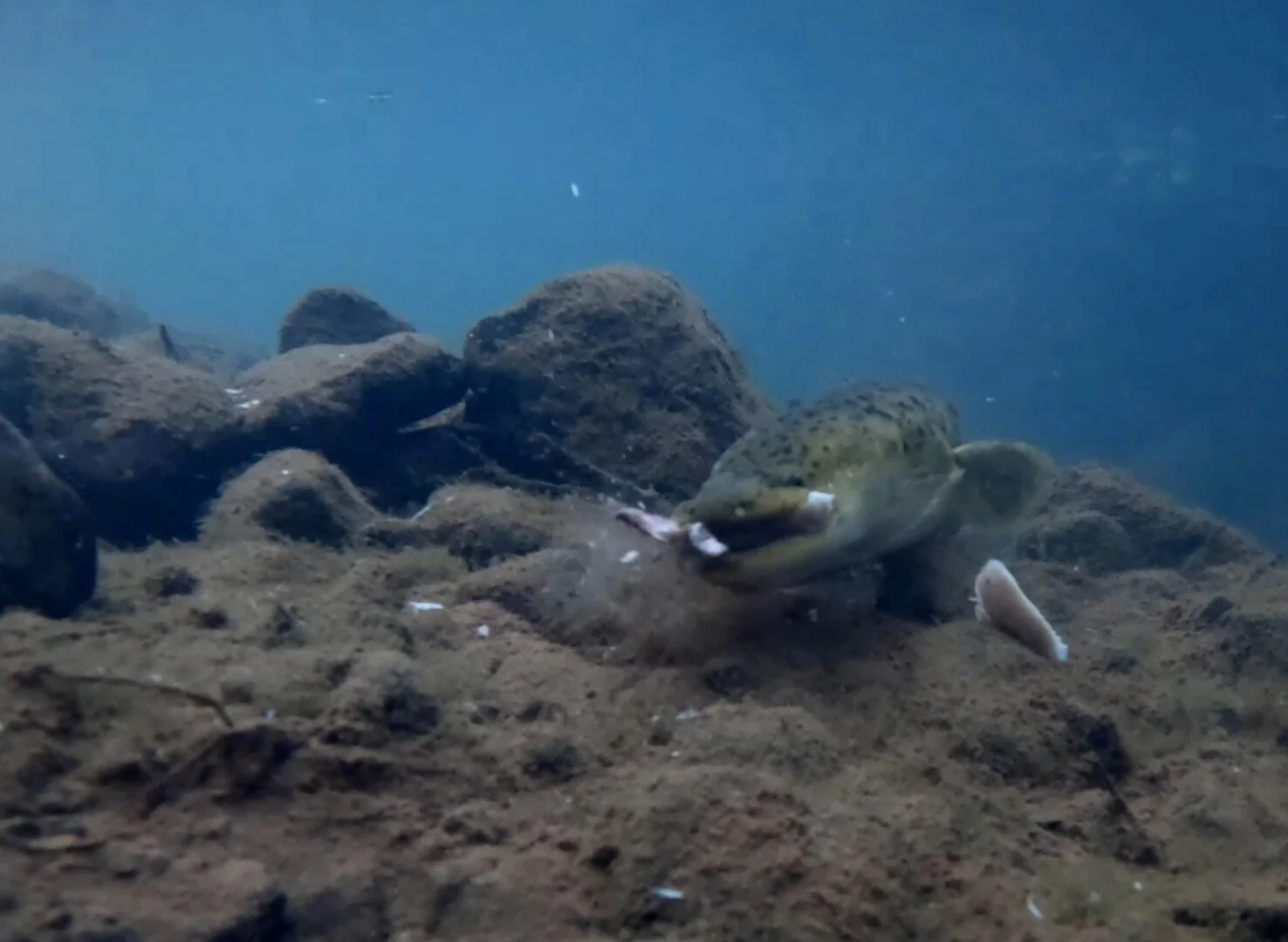 Still image from the film "My Friend Artemis" showing an eel underwater