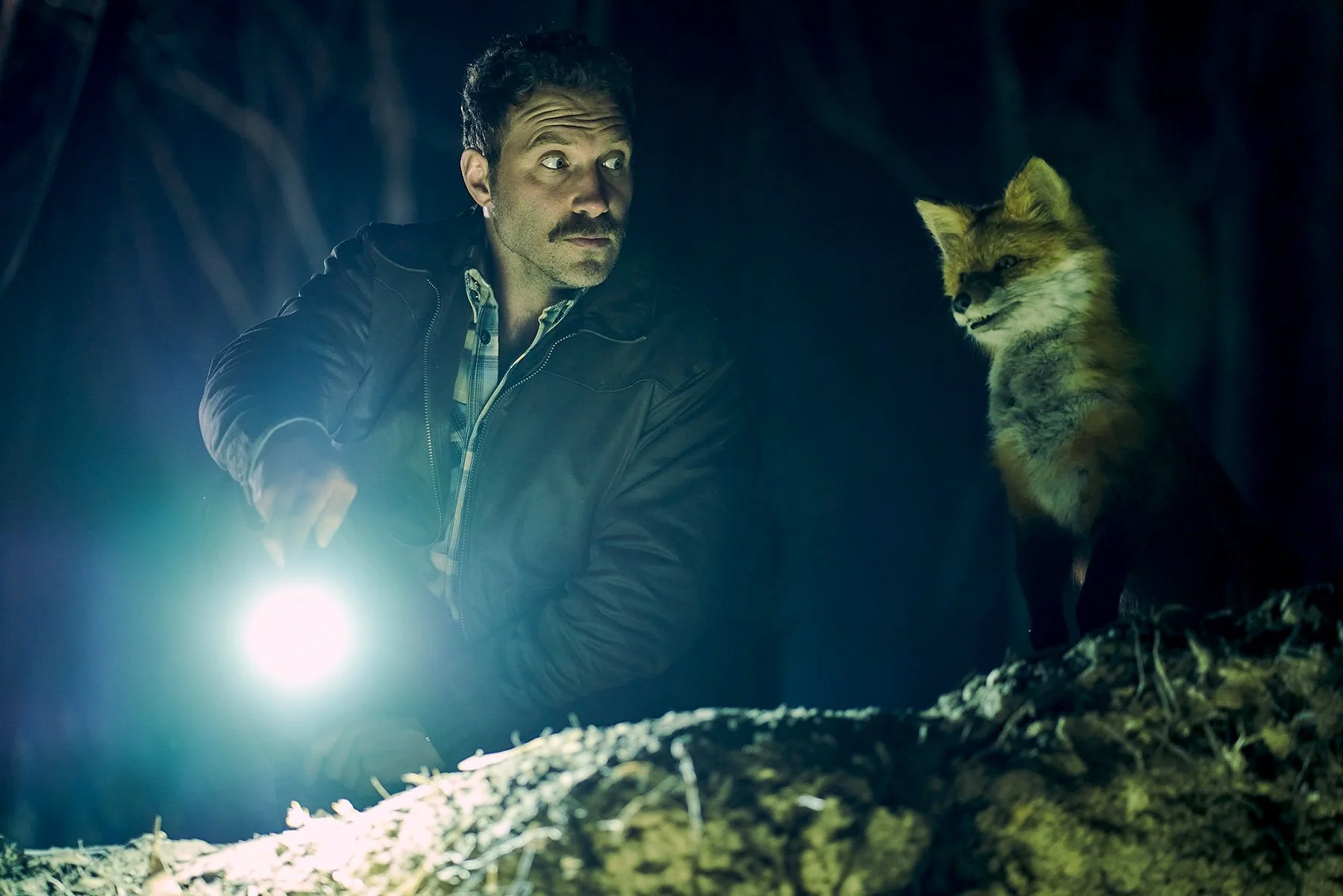 A man is in the dark shining a torch next to a fox