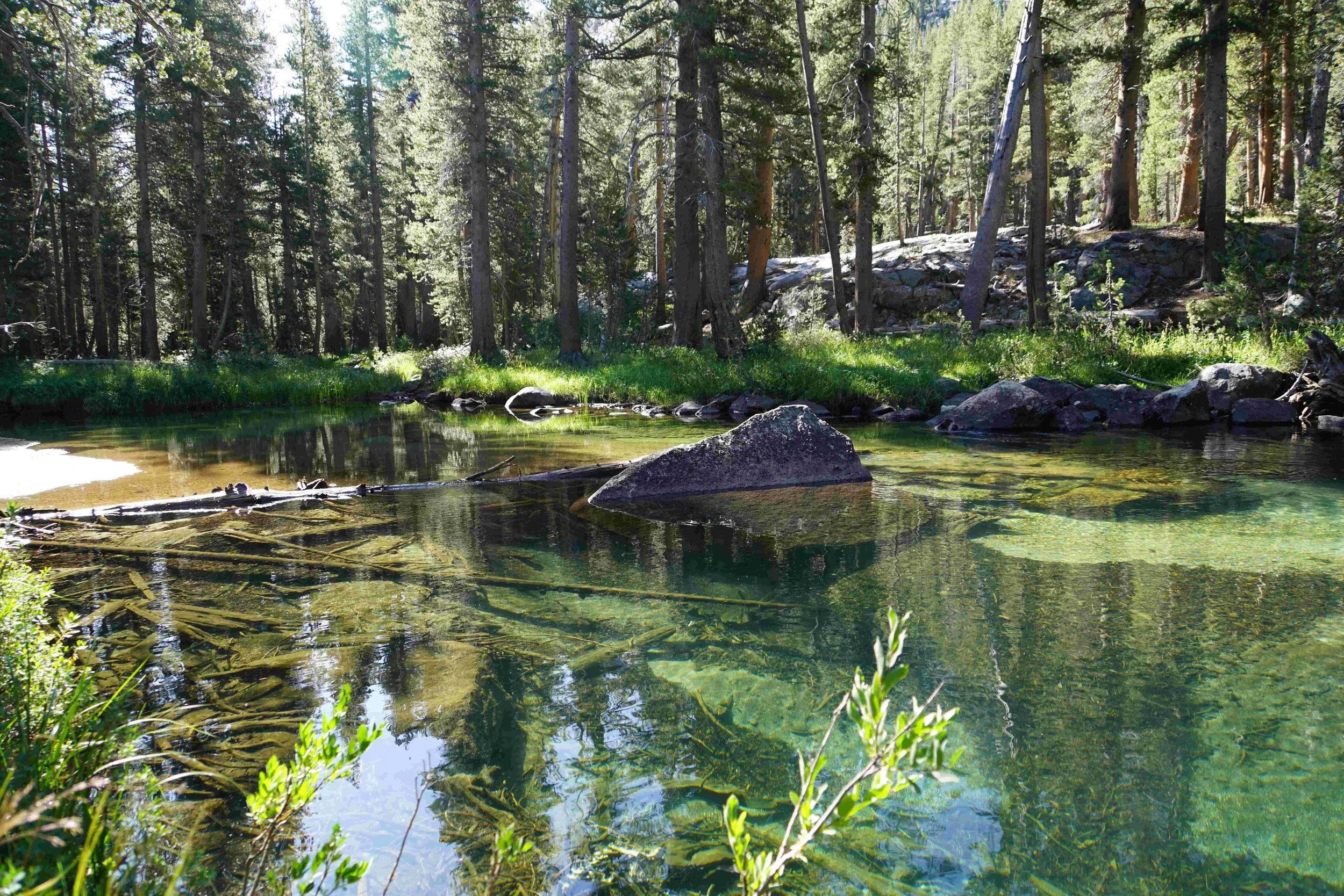 A tranquil mountain stream flowing through a forest with tall green pine trees and rocks along the bank.