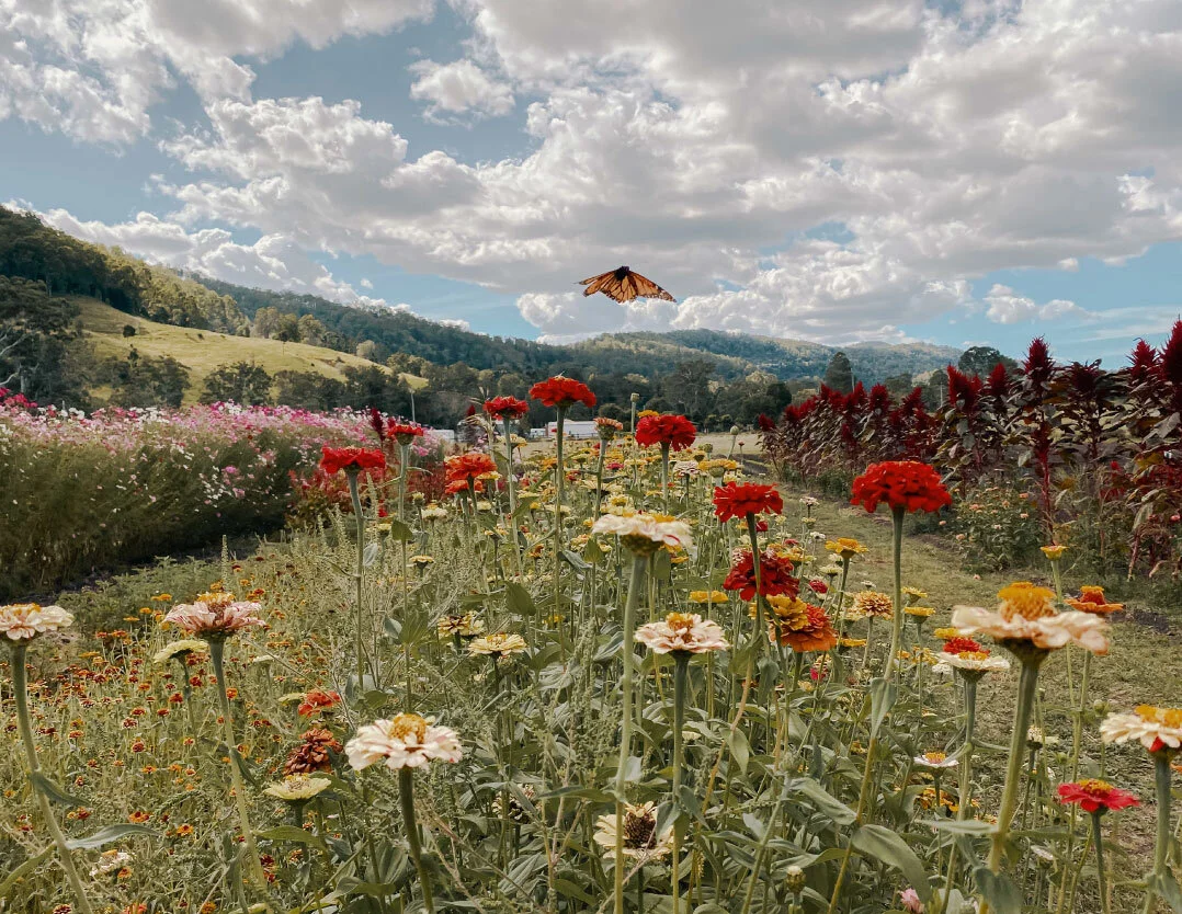 Standard Gate Entry • $15ppOur standard ticket includes entry to walk around the flowers and see the butterflies. Light refreshments ( Cool Floral Teas infusions) are on offer.