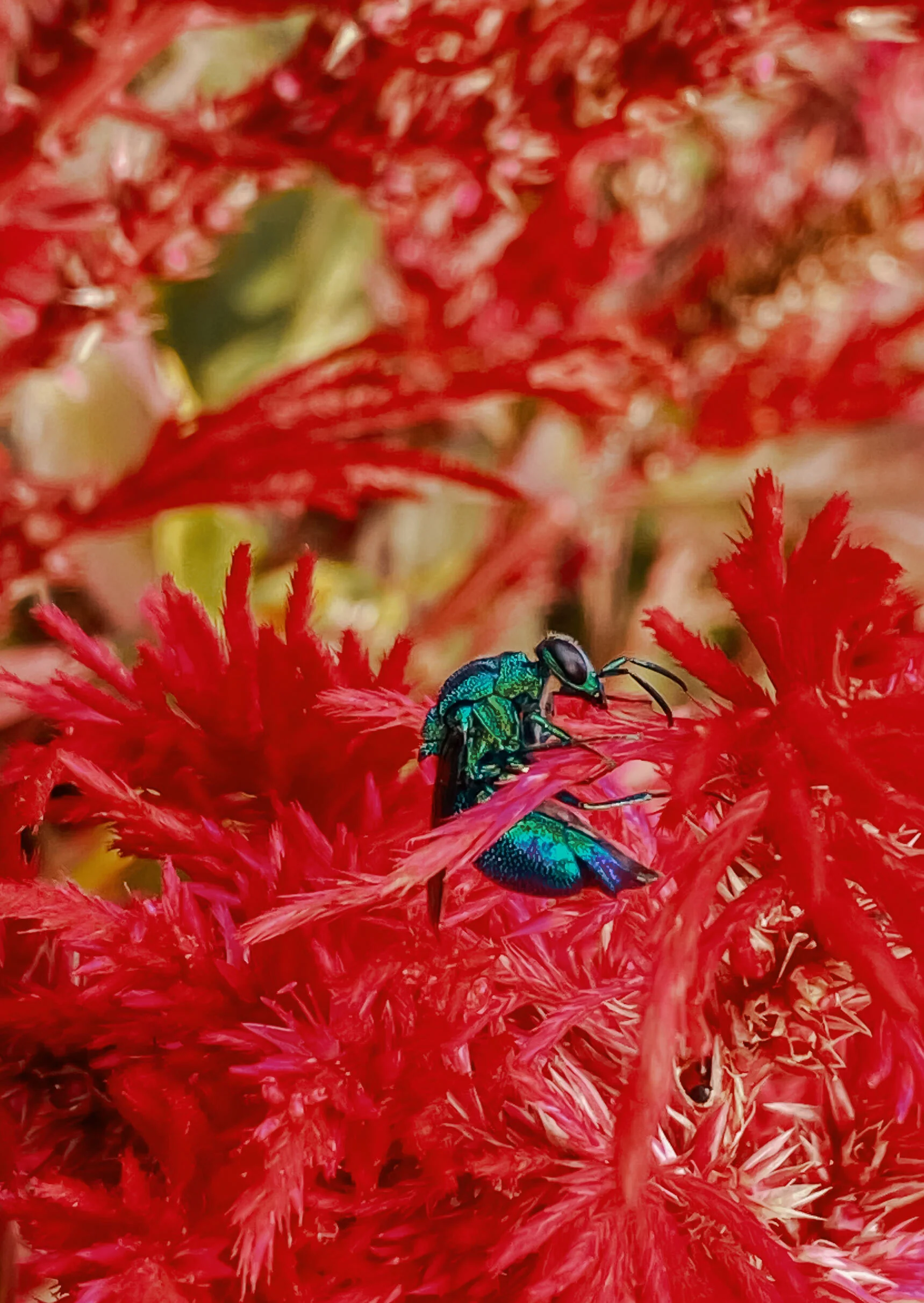 insect.jpg