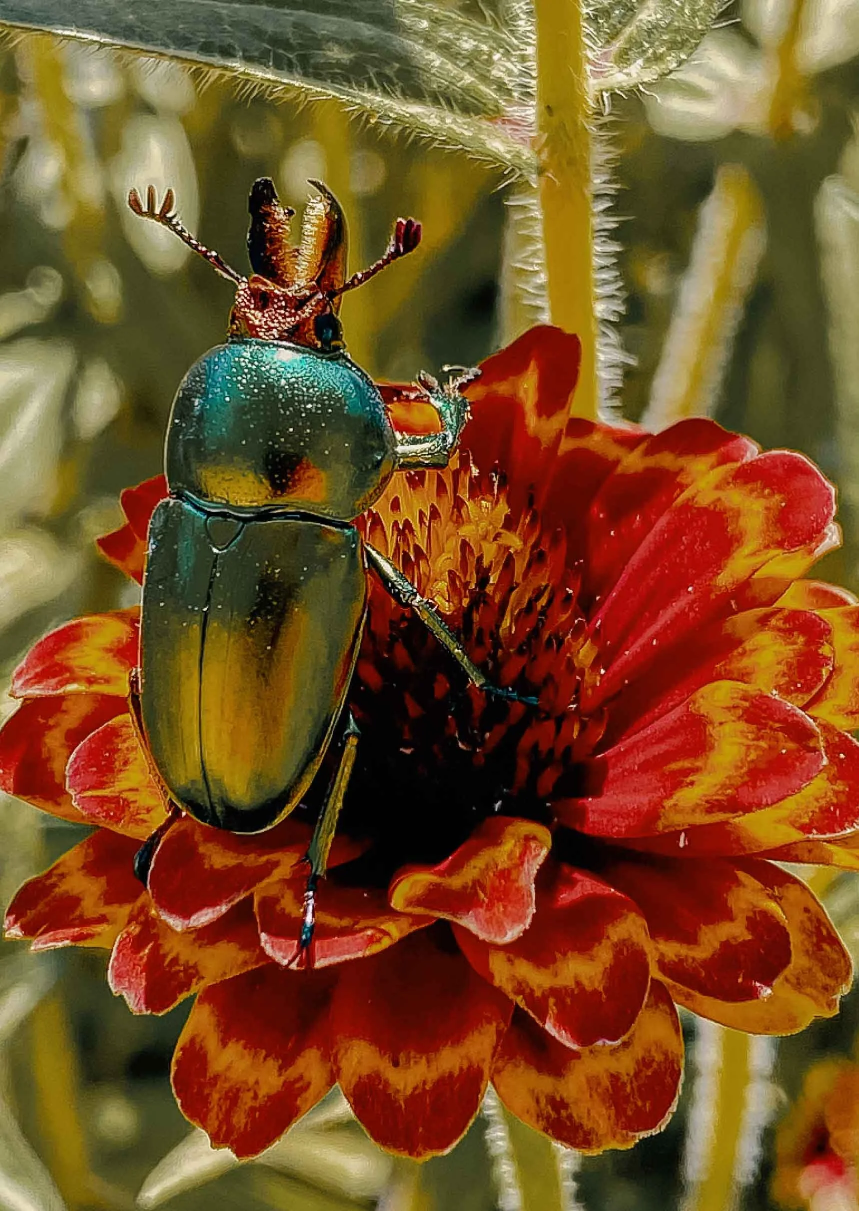beetle.jpg