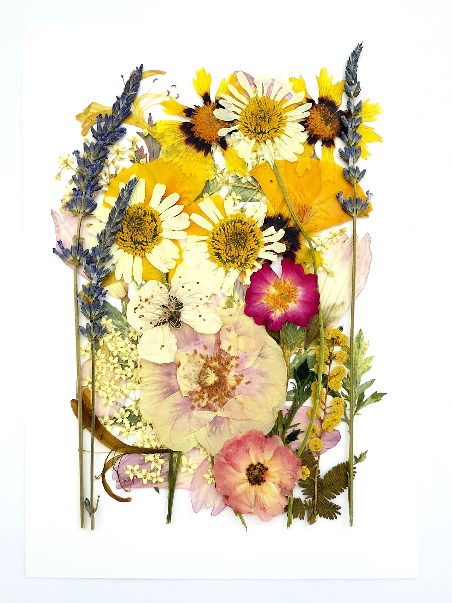 Pressed Flower card 4.jpeg